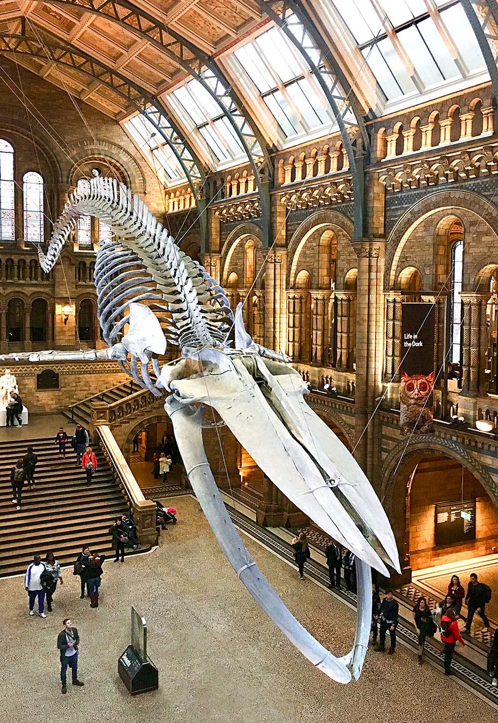 Baleine, Musée d'histoire naturelle, Londres, Angleterre / Whale, Natural History Museum, London, England, UK