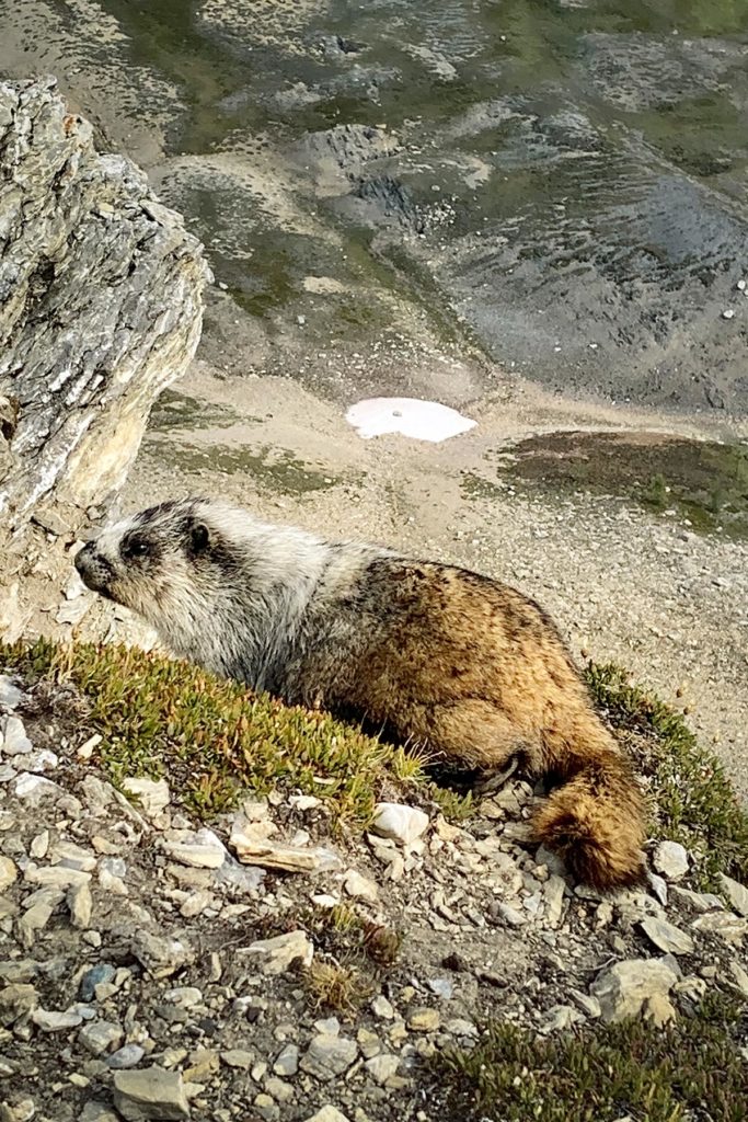 Marmotte des Rocheuses, Mont Assiniboine, Colombie-Britannique, Canada / Hoary Marmot, Mount Assiniboine, British Columbia, Canada.