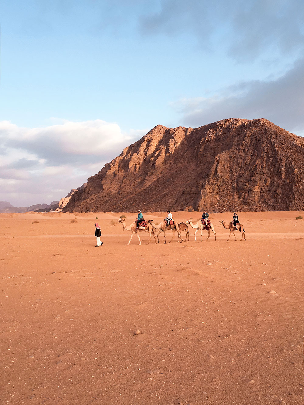Chameau, Wadi Rum, Jordanie / Camel, Wadi Rum, Jordan