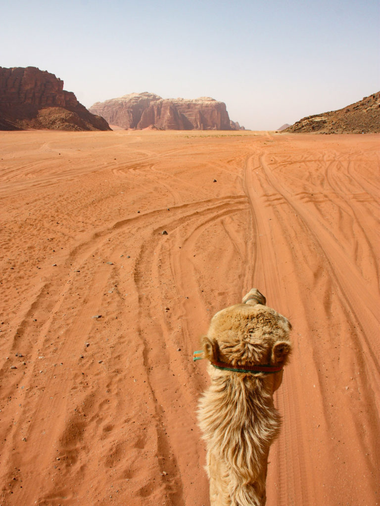 Chameau, Wadi Rum, Jordanie / Camel, Wadi Rum, Jordan