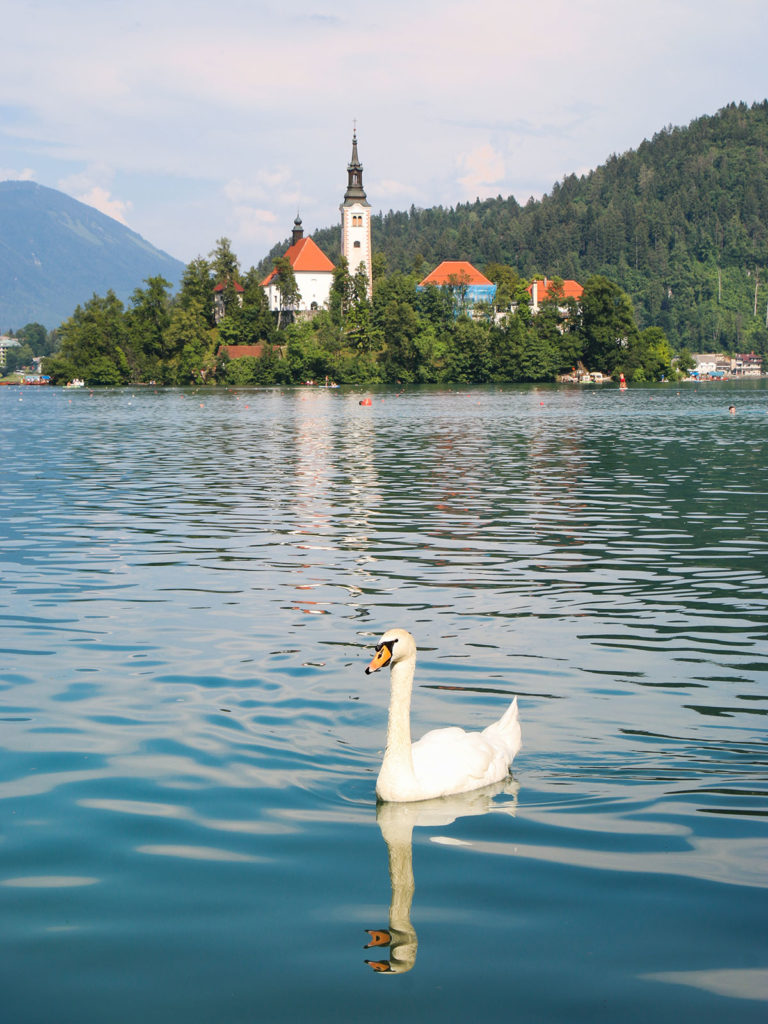 Cygne, Lac Bled, Slovénie / Swan, Lake Bled, Slovenia