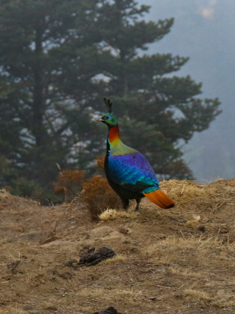 Faisan himalayen, Népal / Himalayan pheasant, Nepal