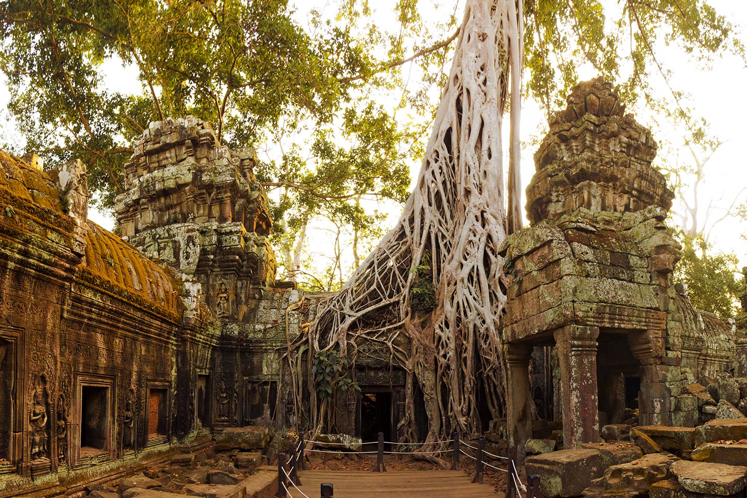 Temple Ta Prohm, Angkor, Cambodge / Ta Prohm Temple, Angkor, Cambodia
