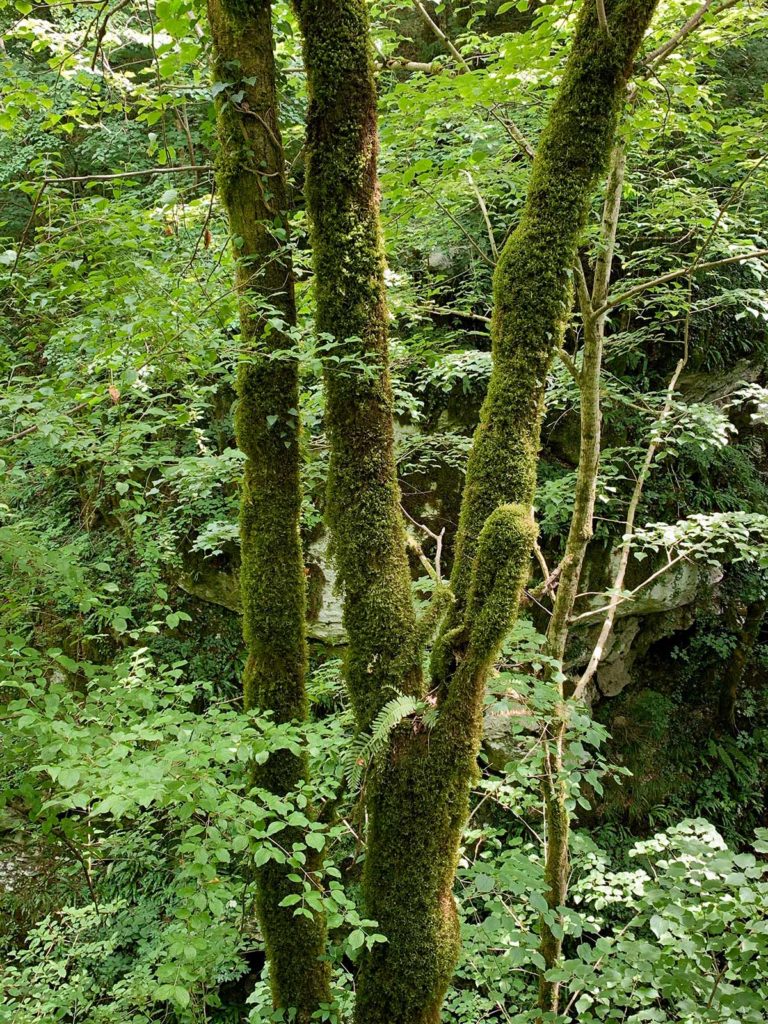 Forêt, Gorges de Tolmin, Slovénie / Forest, Tolmin Gorges, Tolmin, Slovenia