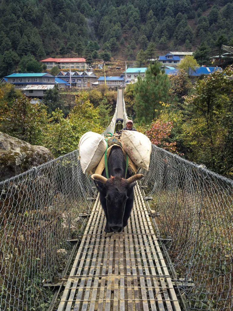 Yak, Pont suspendu, Randonnée Gokyo, Népal / Yak, Suspended bridge, Gokyo hiking, Nepal
