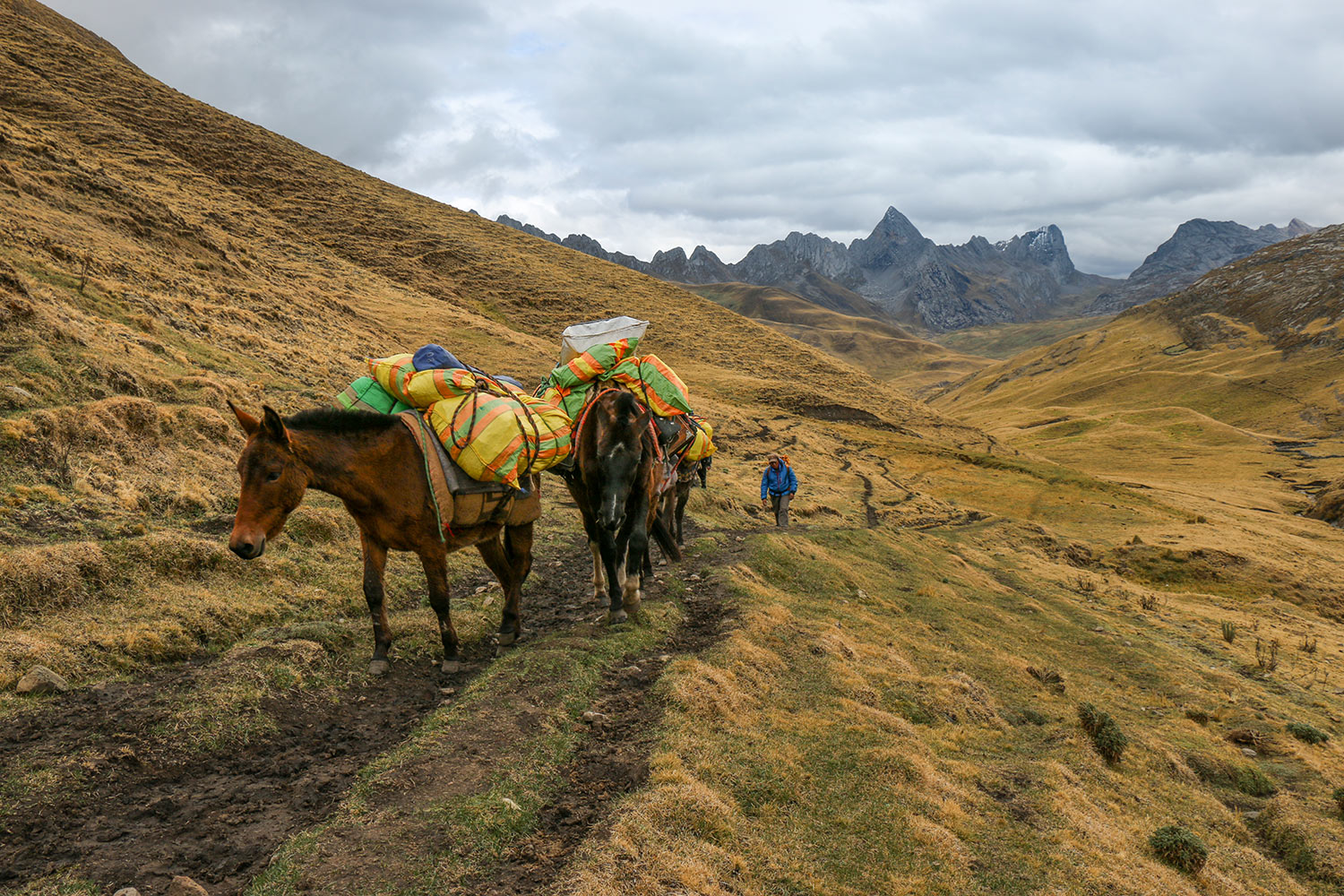 Mulet, Cordillera Huayhuash, Pérou / Mule, Cordillera Huayhuash, Peru