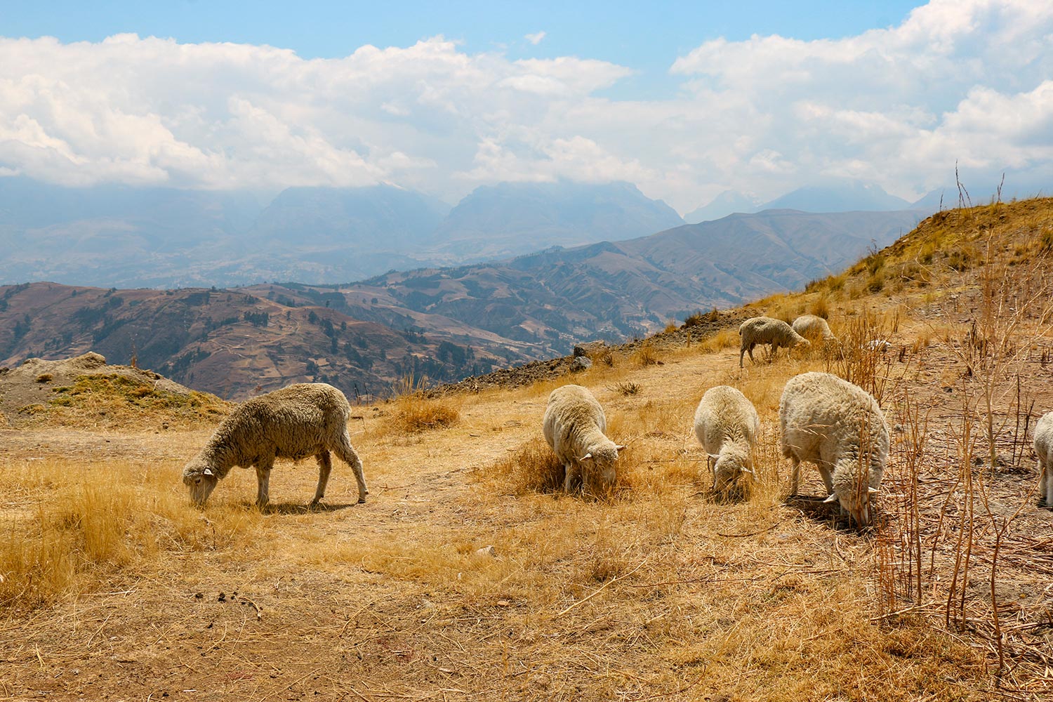 Moutons, Sentier du Laguna Wilcacocha, Pérou / Sheep, Laguna Wilcacocha path, Peru