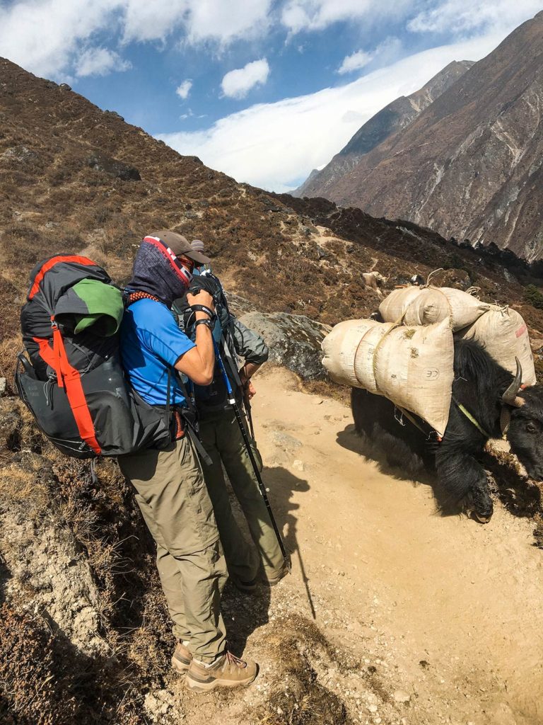 Yak, Randonnée, Népal / Yak, Hiking, Nepal