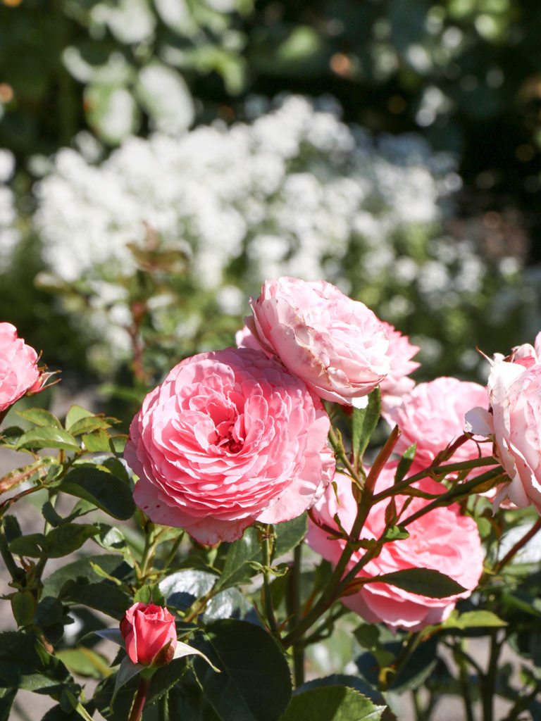 Roses, Jardins Butchart, Victoria, Colombie-Britannique, Canada / Roses, Butchart Gardens, Victoria, BC, Canada