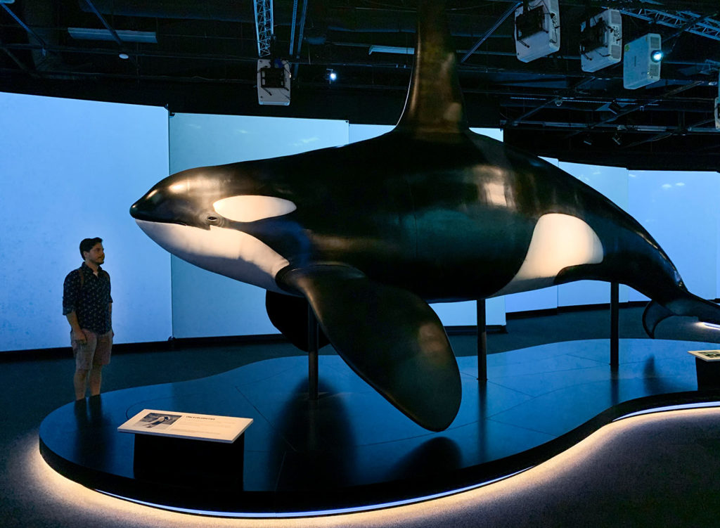 Orque, Musée Royal BC, Victoria, Colombie-Britannique, Canada / Orca & Killer whale, Royal BC Museum, Victoria, BC, Canada