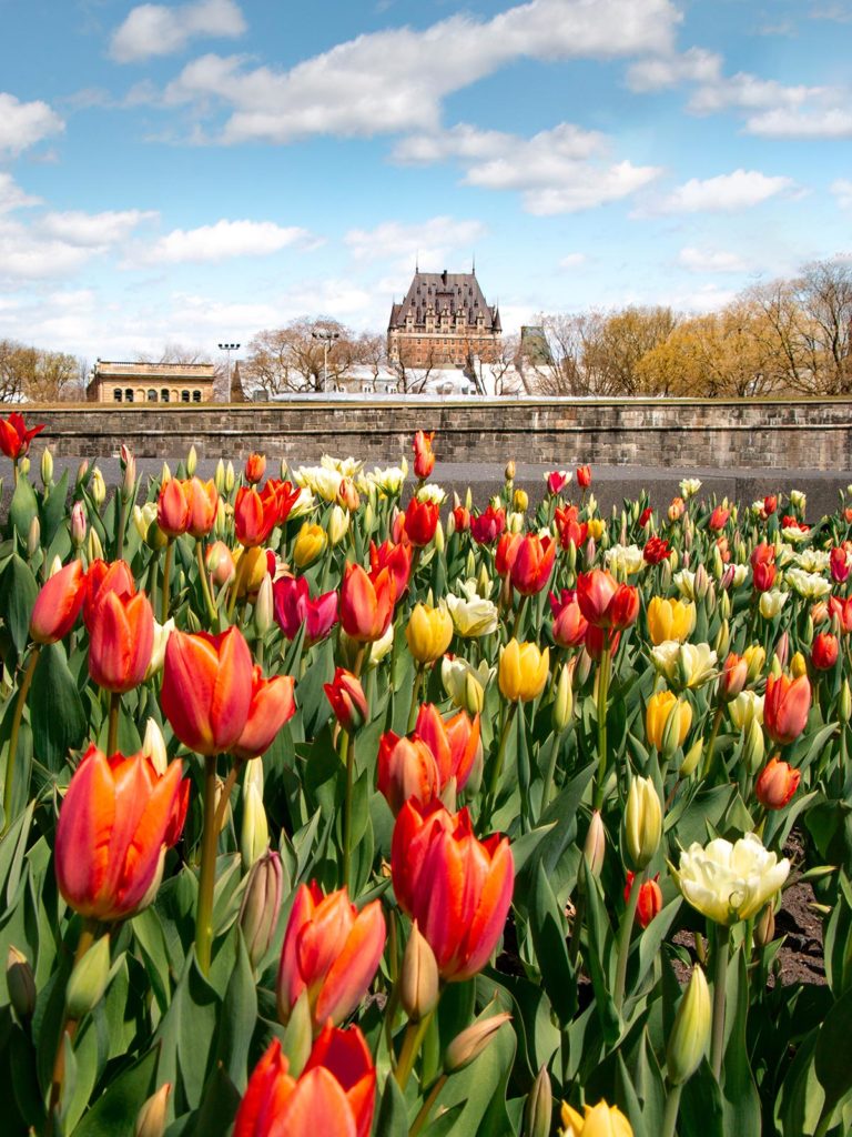 Tulipes, Château Frontenac, Vieux-Québec, ville de Québec, Canada / Tulips, Château Frontenac, Old Quebec, Quebec City, Canada