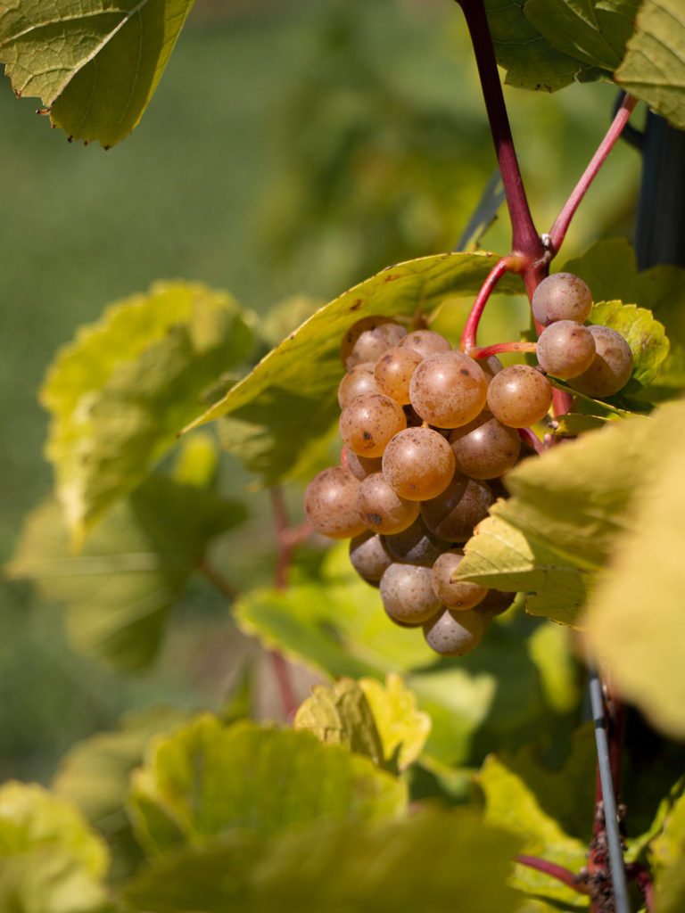 Raisins, Vignoble St-Pétronille, Île d'Orléans, Québec, Canada / Grapes, St-Pétronille Winery, Orleans Island, Quebec, Canada