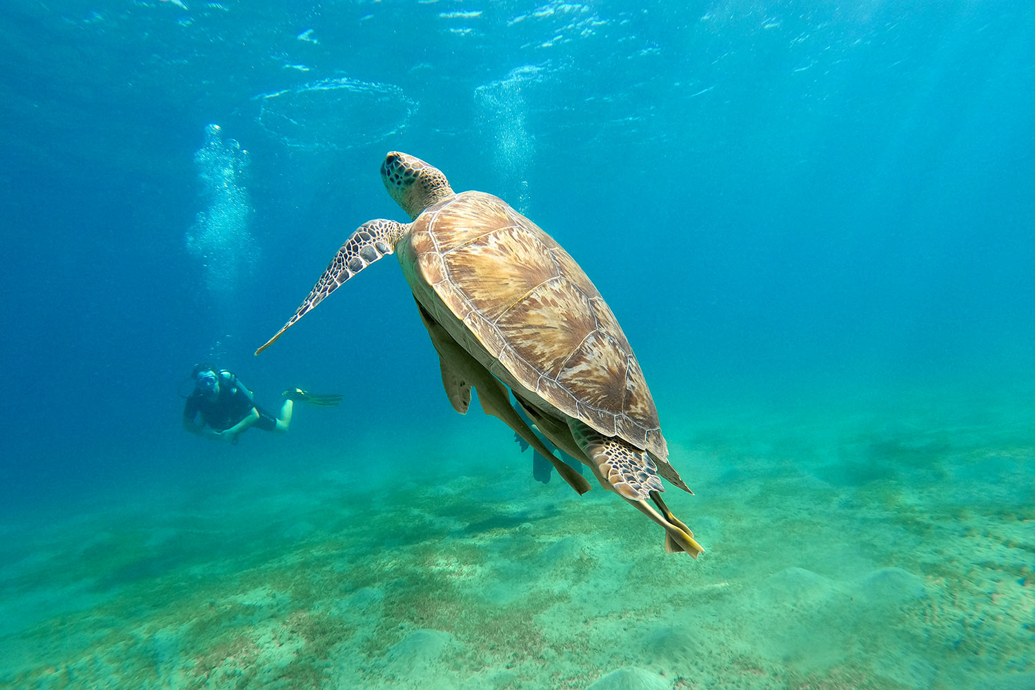 Plongée, Tortue, Mer Rouge, Égypte / Diving, Turtle, Red Sea, Egypt