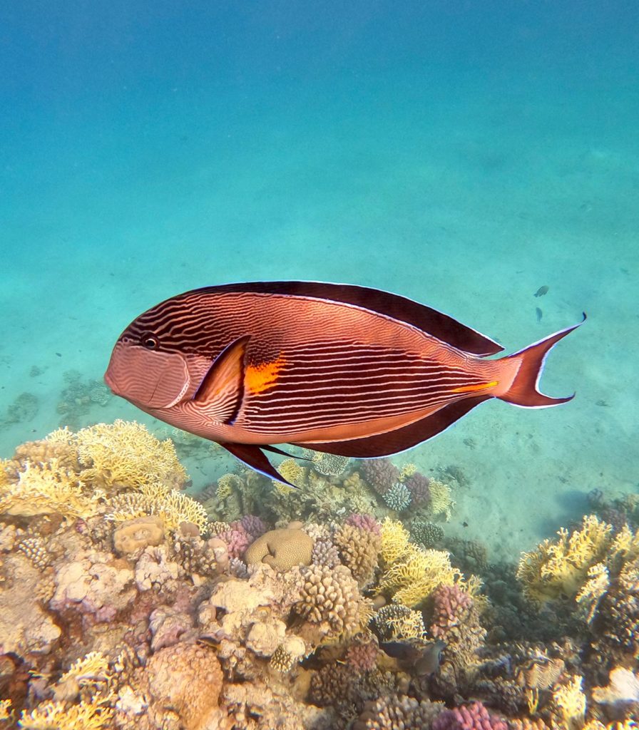 Poisson Corail, Abu Dabab, Mer Rouge, Égypte / Coral Fish, Abu Dabab, Red Sea, Egypt