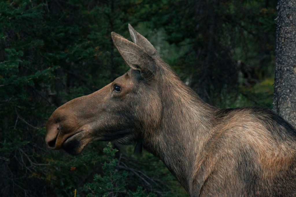 Orignal, Rocheuses, Canada / Moose, Rockies, Canada