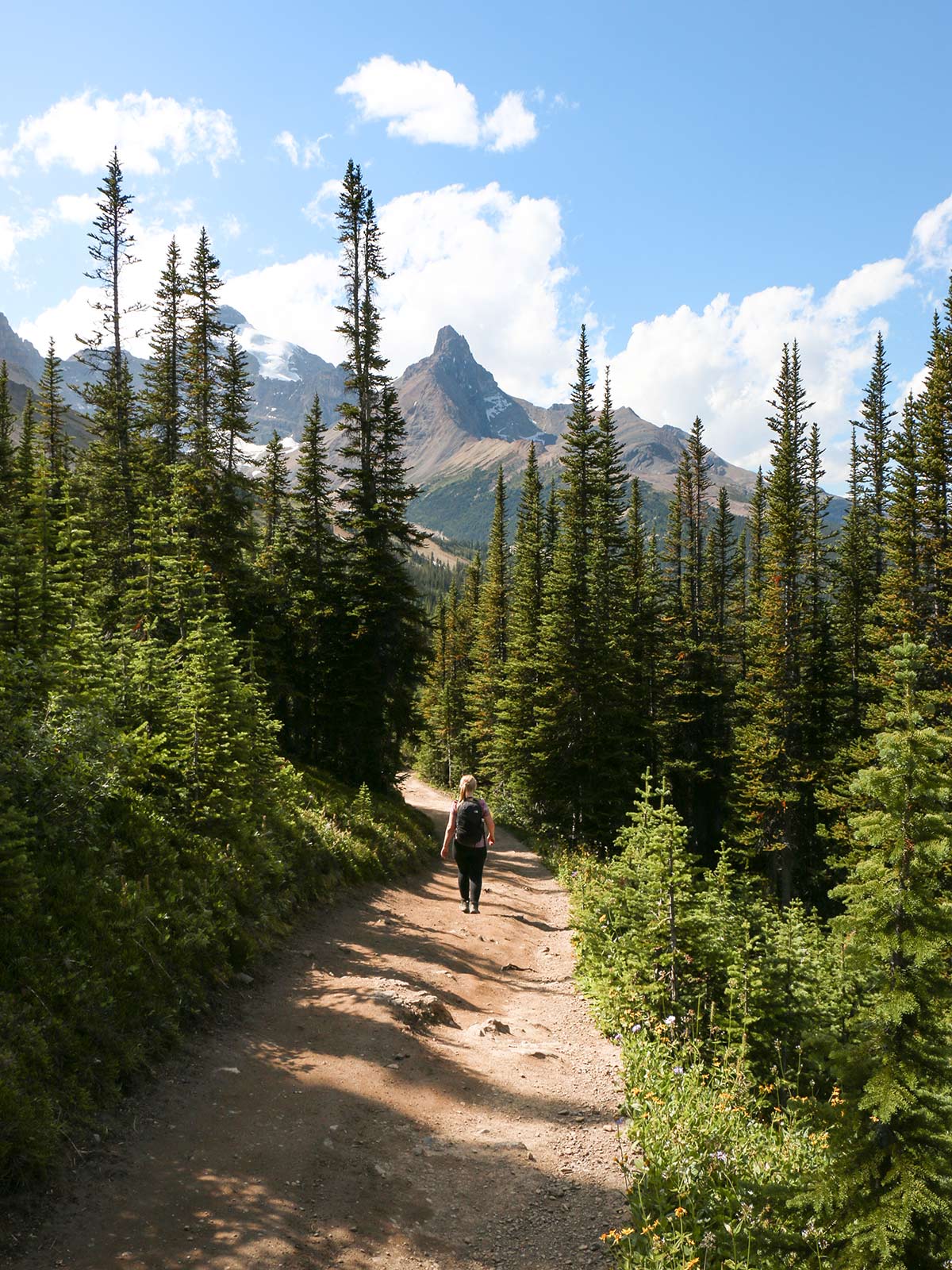 Sentier de randonnée à Parker Ridge, Alberta, Rocheuses, Canada / Parker Ridge hiking trail, Alberta, Rockies, Canada