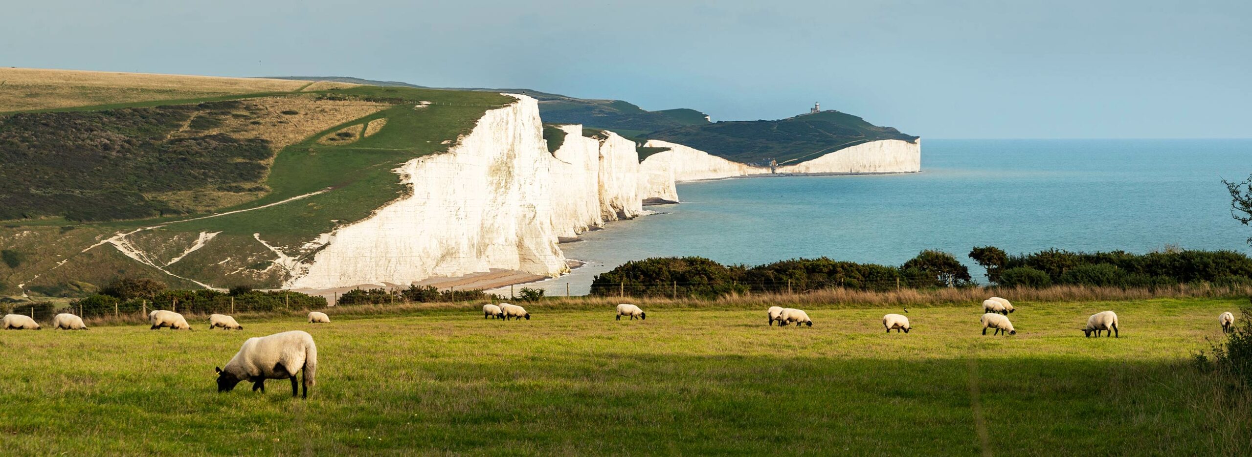 Moutons, Seven Sisters, Sussex, Angleterre, Royaume-Uni / Sheep, Seven Sisters, Sussex, England, UK