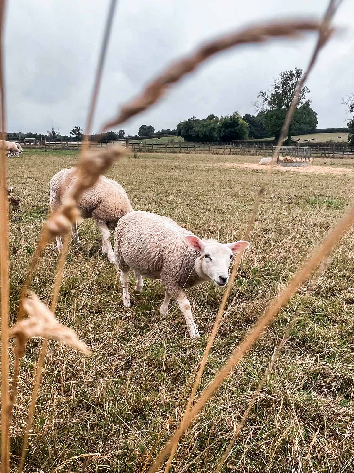Mouton, Cotswolds, Angleterre, Royaume-Uni / Sheep, Cotswolds, England, UK