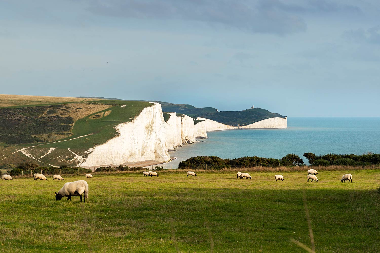 Moutons, Cuckmere Haven, Falaises des Seven Sisters, East Sussex, Angleterre, Royaume-Uni / Sheeps, Seven Sisters cliffs, East Sussex, England, UK