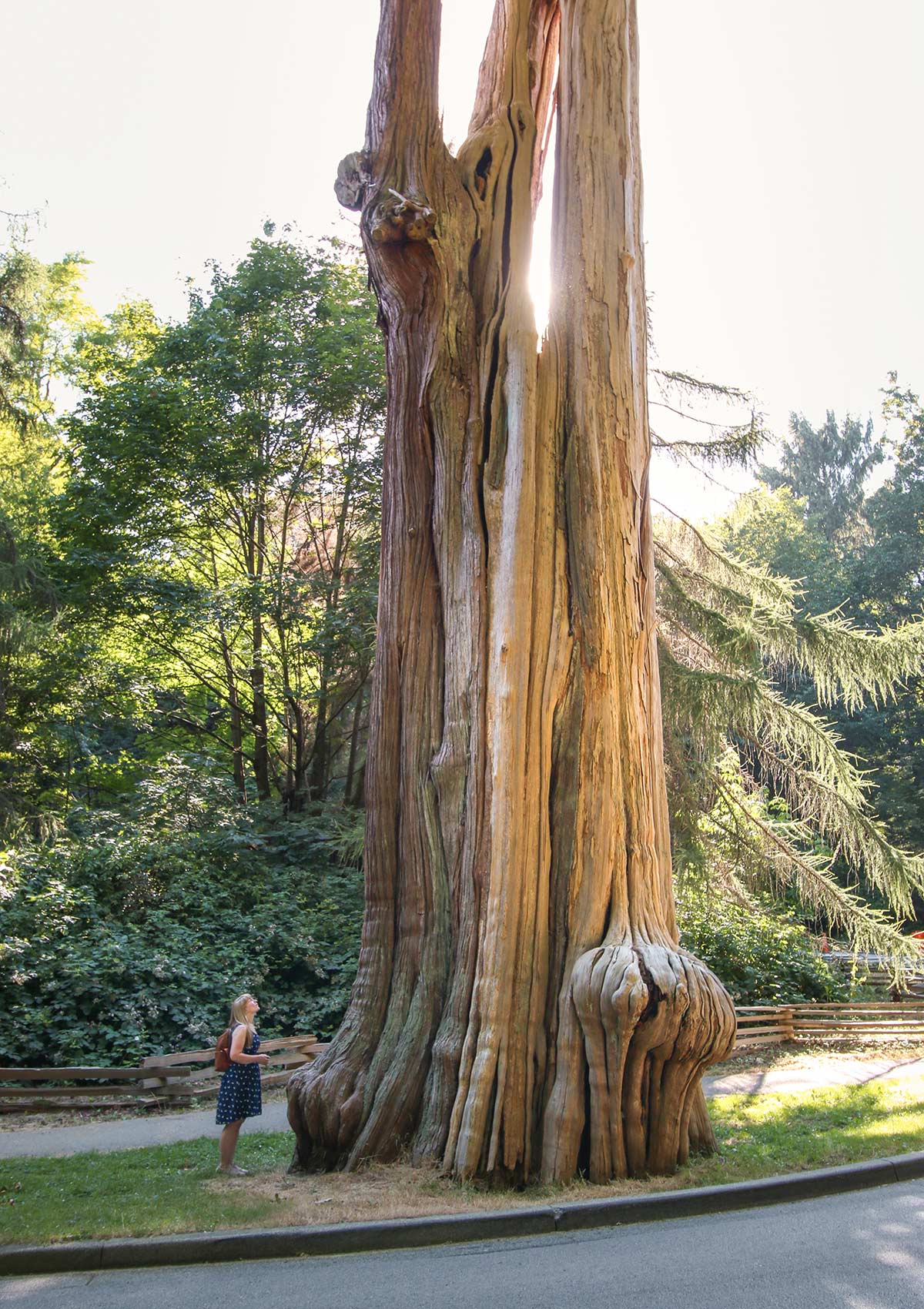 Arbre géant, Parc Stanley, Vancouver, Colombie-Britannique, Canada / Giant Tree, Stanley Park, Vancouver, BC, Canada