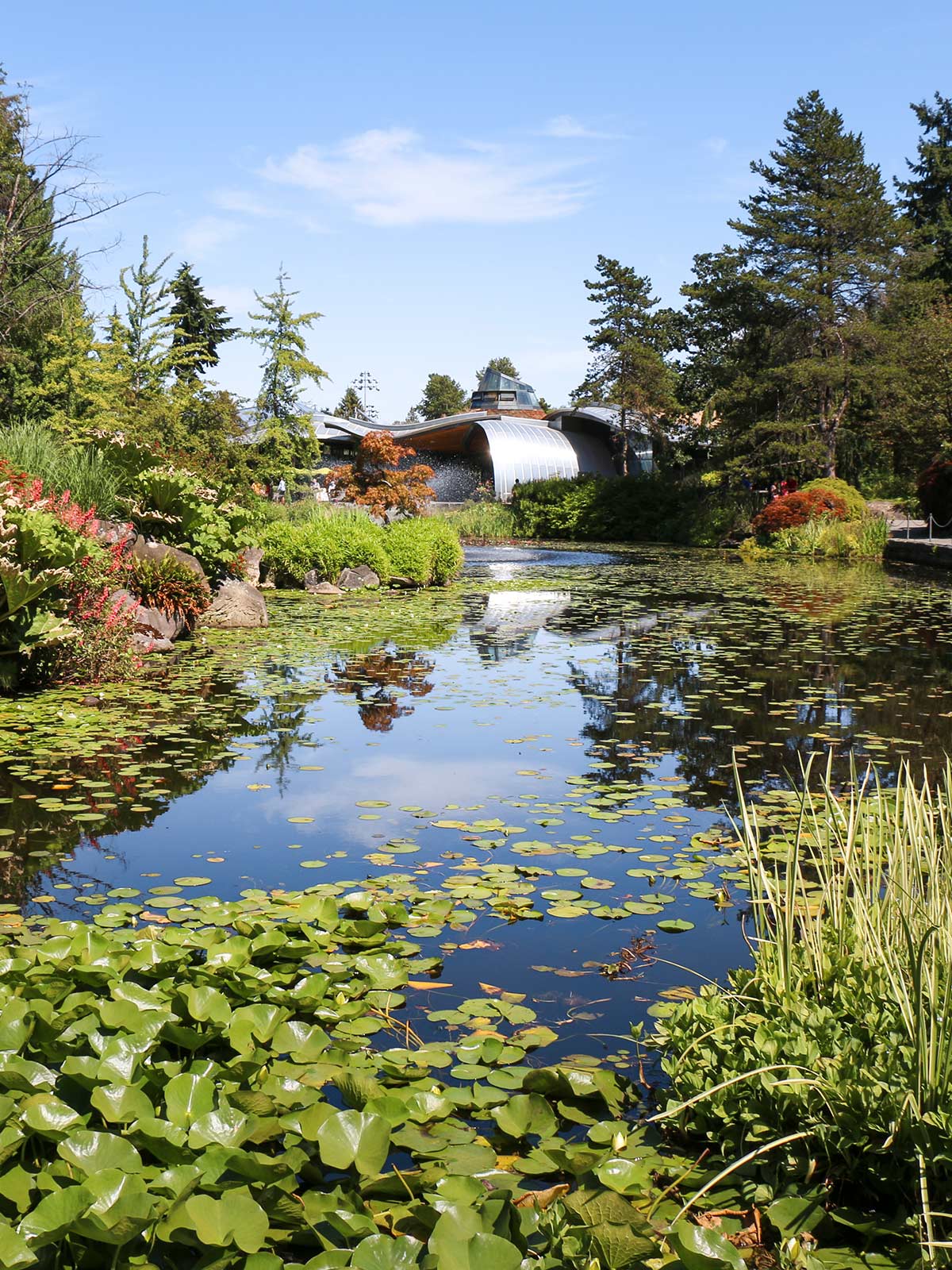 Nénuphars, Jardins Van Dusen, Vancouver, Colombie-Britannique, Canada / Water Lilies, Van Dusen Gardens, Vancouver, BC, Canada