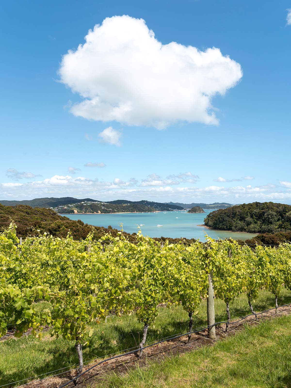 Vignoble Omata, Russell, Bay of Islands, Nouvelle-Zélande / Omata Estate Vineyard, Russell, Bay of Islands, New Zealand, NZ