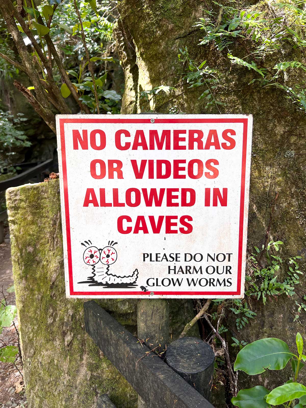 Panneau interdiction de prendre en vidéo ou photo les vers luisants, Kawiti Glowworm Caves, Nouvelle-Zélande / No cameras or videos of glowworms sign, Kawiti Glowworm Caves, New Zealand, NZ