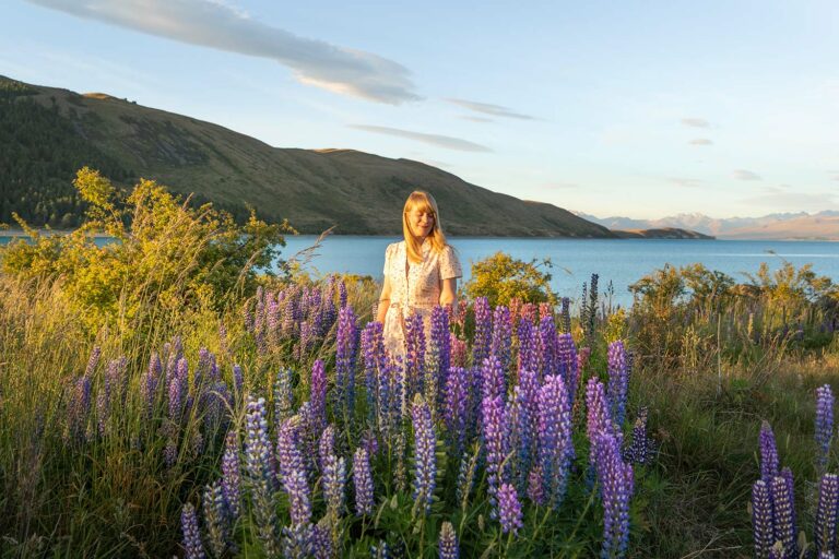 Fleurs de Lupins, lac Tekapo, île du Sud, Nouvelle-Zélande / Lupines Flowers, Lake Tekapo, South Island, New Zealand, NZ