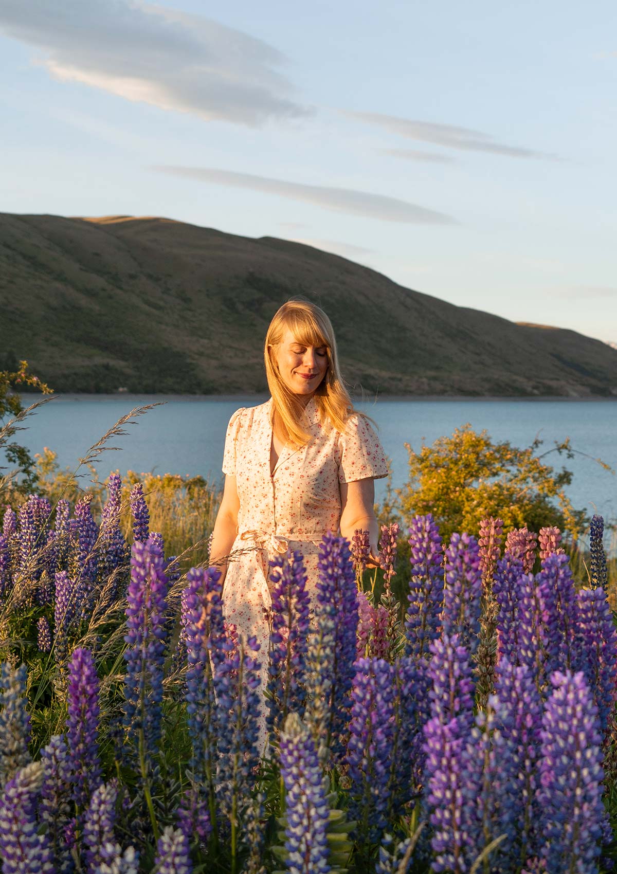 Fleurs de Lupins, lac Tekapo, île du Sud, Nouvelle-Zélande / Lupines Flowers, Lake Tekapo, South Island, New Zealand, NZ