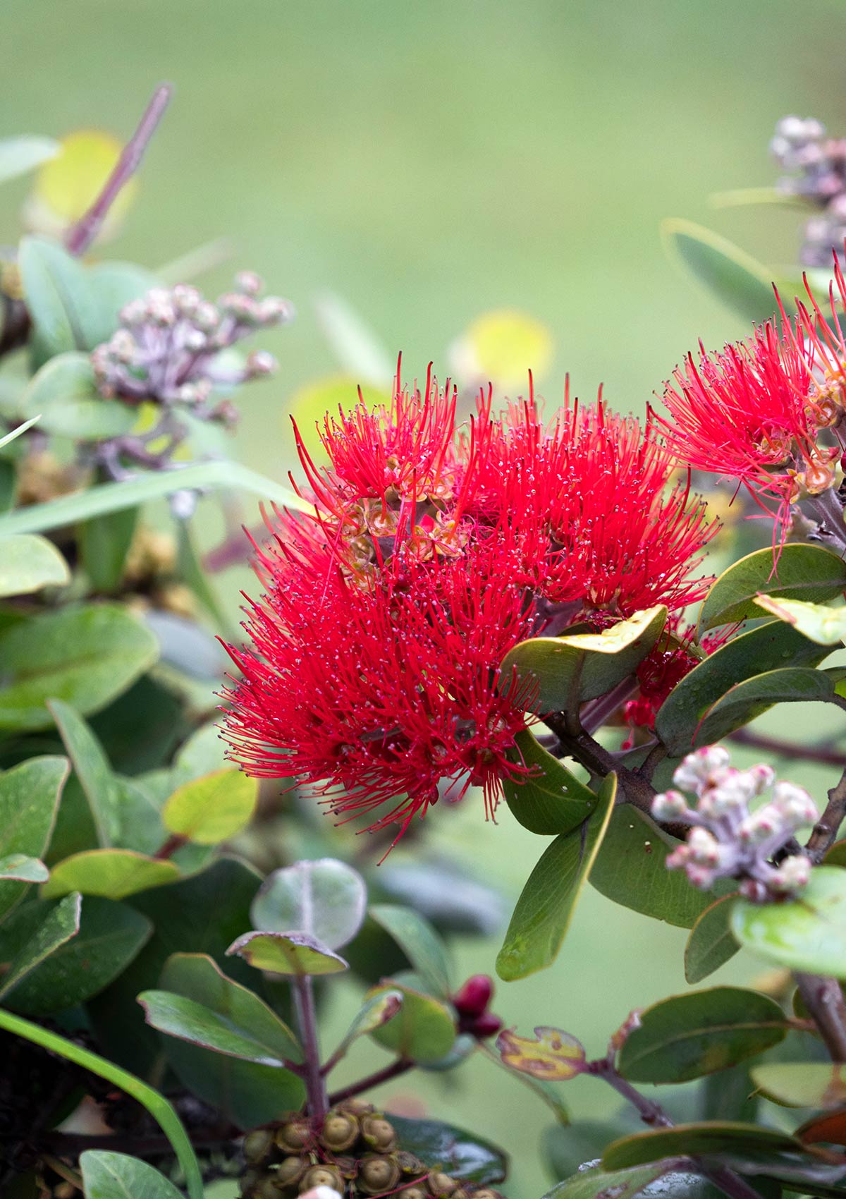 Fleur de pohutukawa, Nouvelle-Zélande / Pohutukawa flower Christmas tree, New Zealand, NZ