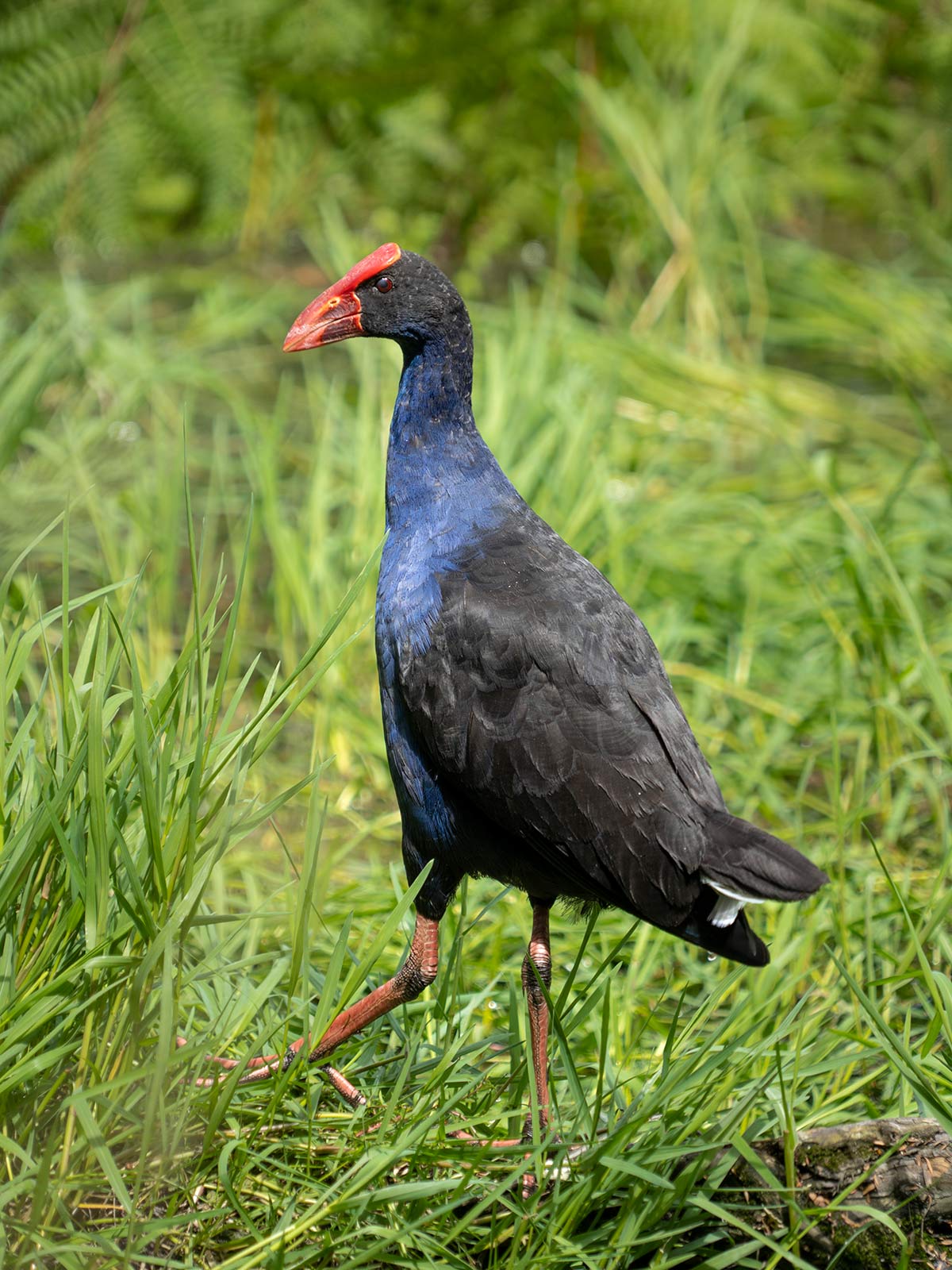 Oiseau Pukeko, Rotorua, Nouvelle-Zélande / Pūkeko Bird, Kuirau Park, Rotorua, New Zealand, NZ