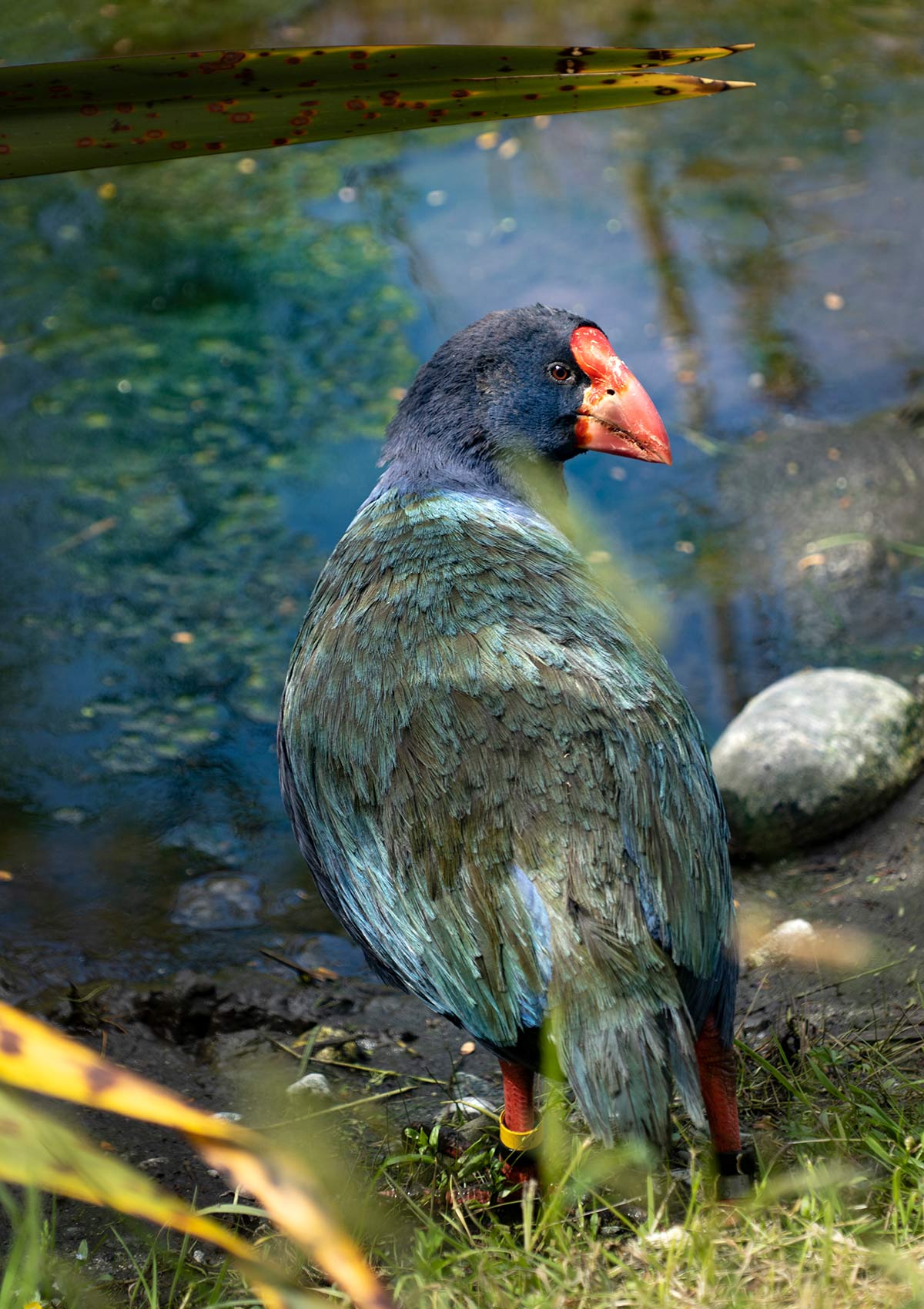 Oiseau Takahé, Sanctuaire de Anau, Nouvelle-Zélande / Takahé Bird, Punanga Manu o Te Anau, Te Anau Bird Sanctuary, New Zealand, NZ