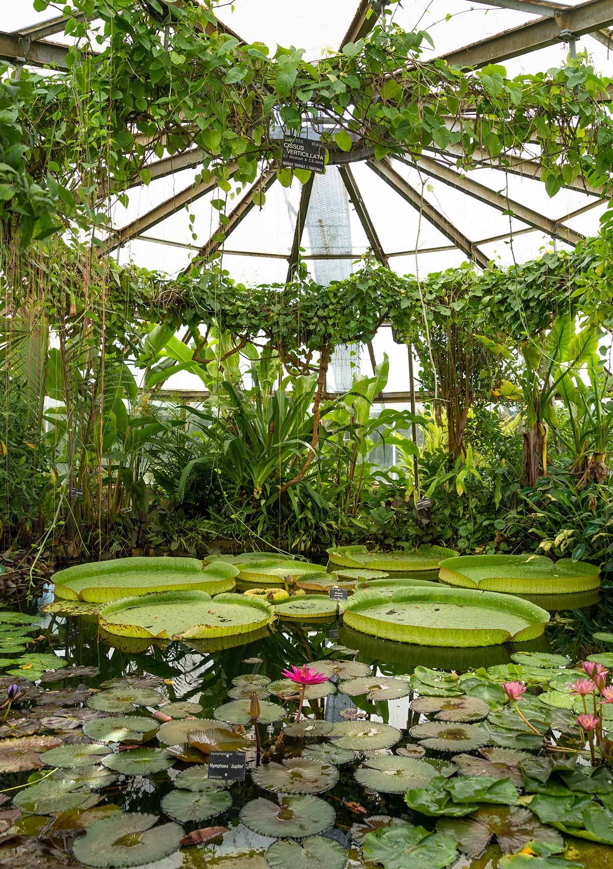 Nénuphars géants, Serre Victoria, Jardin botanique, Parc de la Tête d'Or, Lyon, France