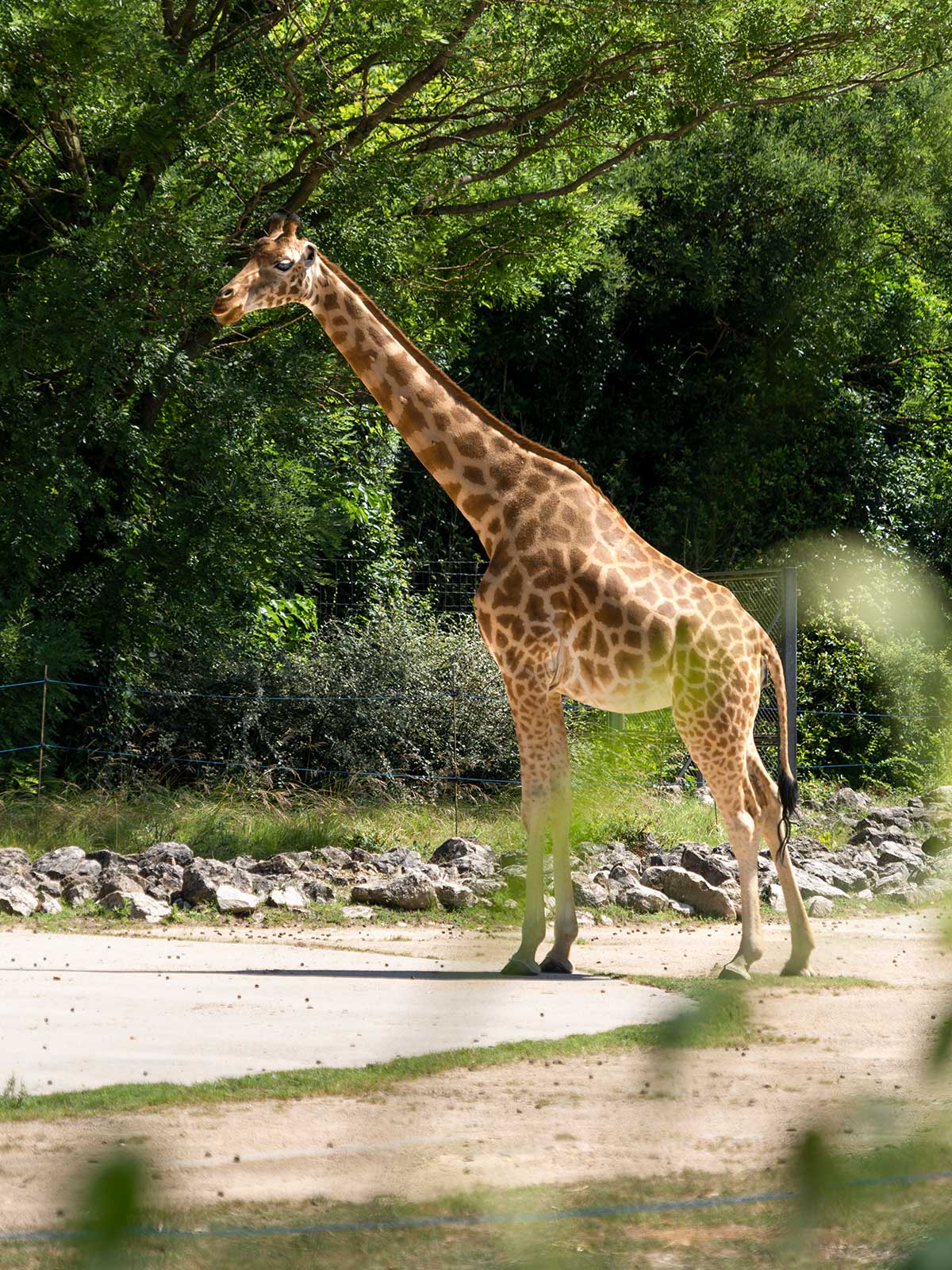 Girafe, Jardin zoologique, Parc de la Tête d'Or, Lyon, France