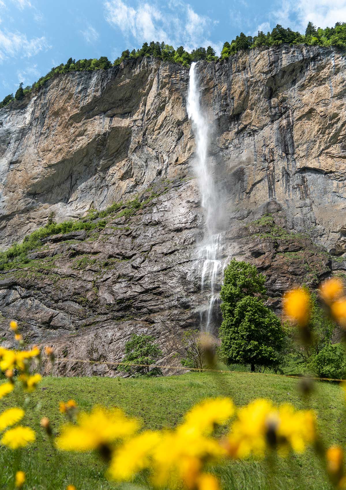 Fleurs jaunes, Chute de Staubbachfall, Vallée de Lauterbrunnen, Suisse / Yellow flowers, Staubbachfall Waterfall, Lauterbrunnen Valley, Switzerland