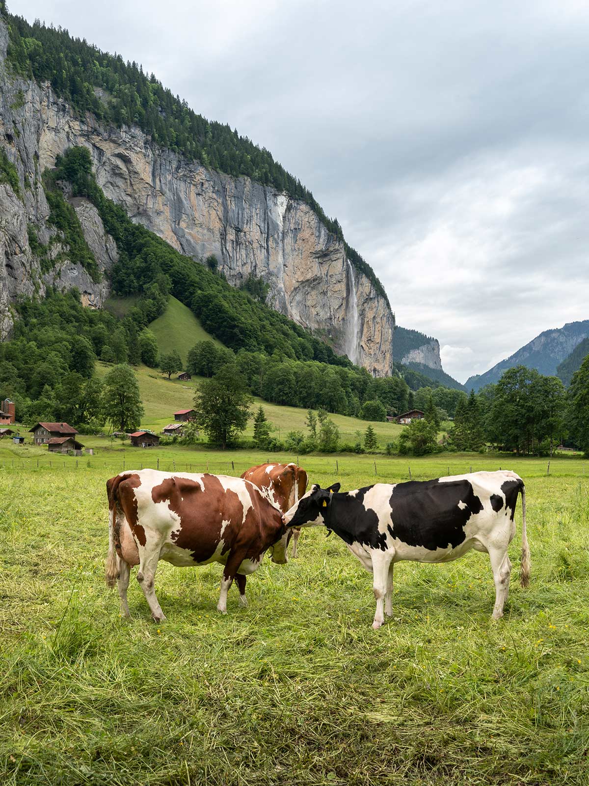 Vaches, Vallée de Lauterbrunnen, Suisse / Cows, Lauterbrunnen Valley, Switzerland