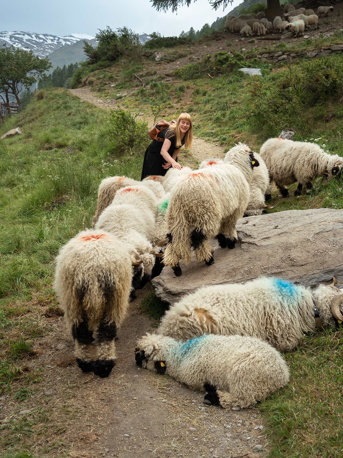 Moutons des Valais, Zermatt, Suisse / Blacknose Sheeps, Zermatt, Switzerland
