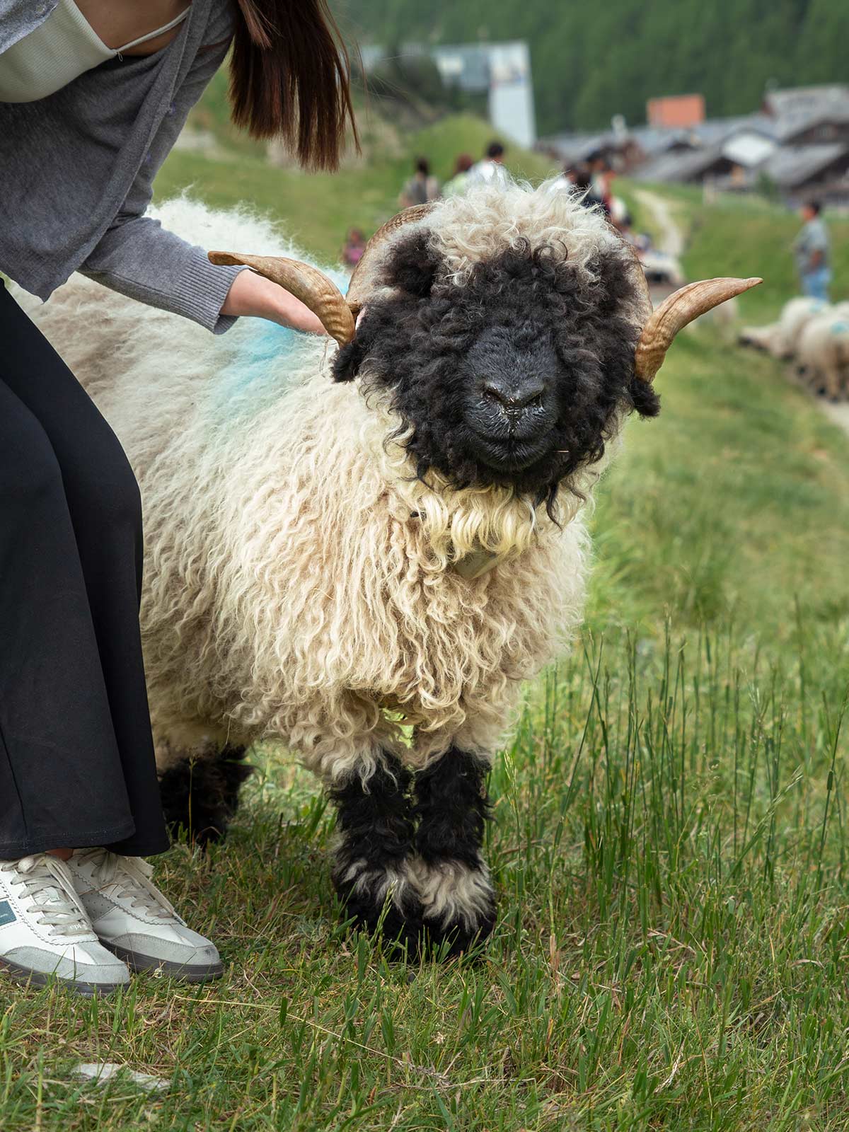 Moutons des Valais, Zermatt, Suisse / Blacknose Sheeps, Zermatt, Switzerland