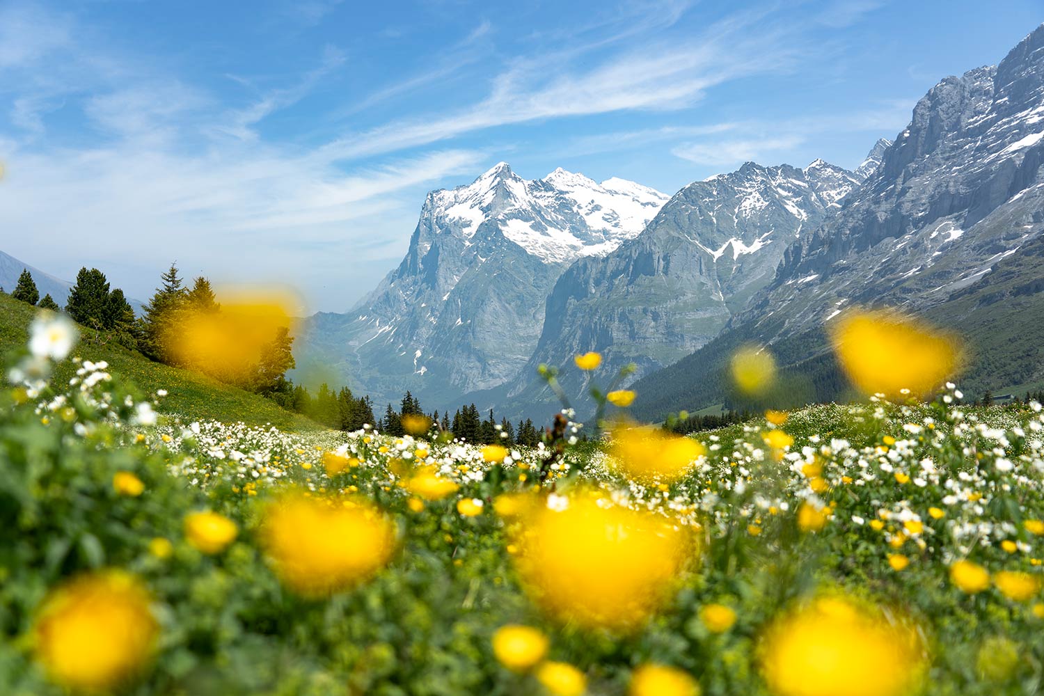 Fleurs jaunes, Montagne Eiger, Alpes bernoises, sentier romantique 35, randonnée de Männlichen à Kleine Scheidegg, Suisse / Eiger Mountain, Hike from Männlichen to Kleine Scheidegg, Bernese Alps, Switzerland