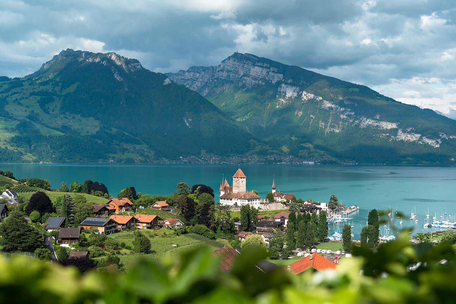 Vignoble, Château de Spiez, Lac de Thoune, Alpes, Spiez, Suisse / Vineyards, Spiez Castle, Thun Castle, Alps, Spiez, Switzerland
