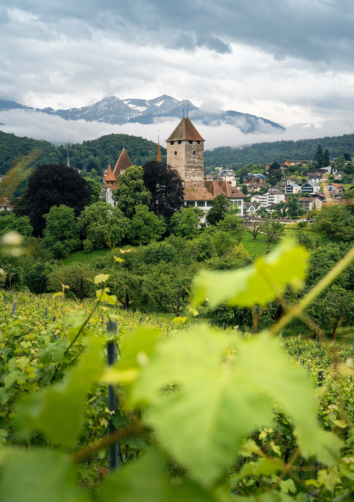 Vignoble, Château de Spiez, Alpes, Spiez, Suisse / Vineyards, Spiez Castle, Alps, Spiez, Switzerland