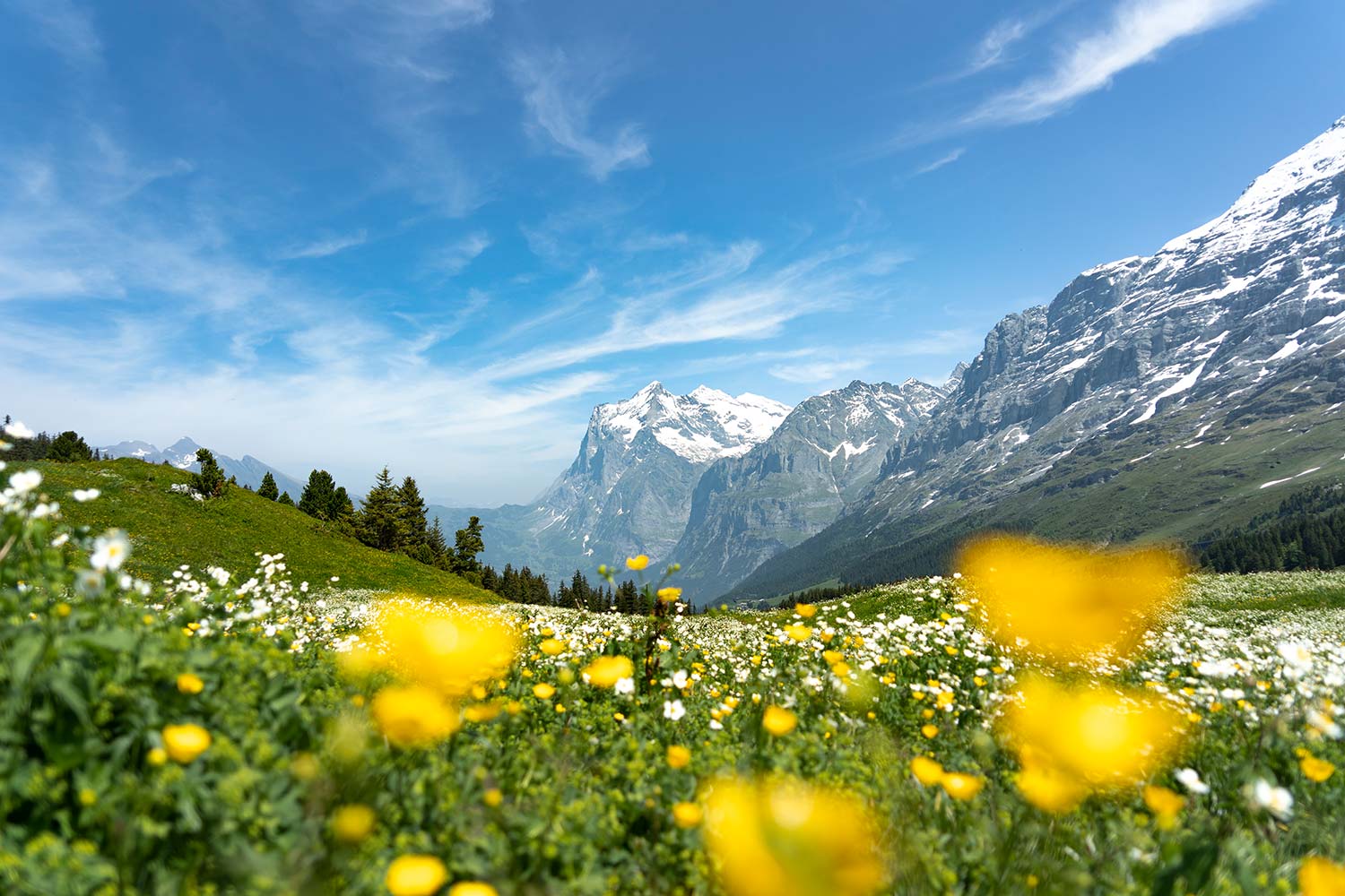 Fleurs jaunes, Trolle d'Europe, randonnée Männlichen, Alpes bernoises, Suisse / Yellow flowers, Globeflower, Männlichen, Bernese Alps, Switzerland